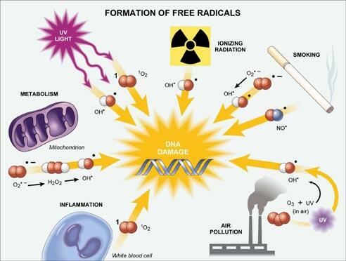 The-effects-of-free-radicals-symmetry-direct